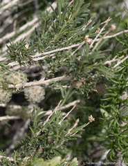 Chrysothamnus viscidiflorus puberulus