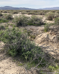 Chrysothamnus viscidiflorus puberulus