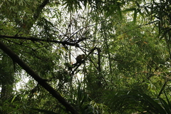 Alouatta macconnelli