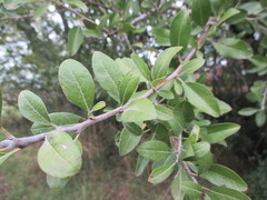 Pyrus spinosa