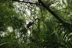 Alouatta macconnelli