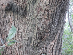Pyrus spinosa