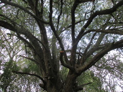Pyrus spinosa