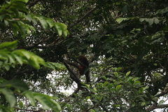 Alouatta macconnelli