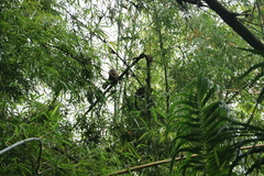 Alouatta macconnelli