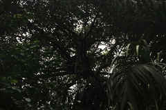 Alouatta macconnelli