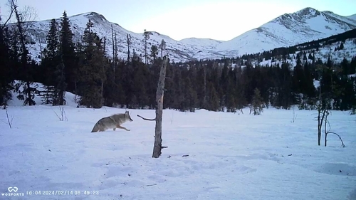 Coyote photographed in Alaska