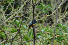 Trogon violaceus
