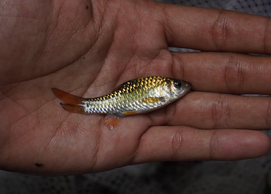 Swamp Barb (Puntius brevis)