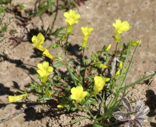 Gratiola flava, 2024-02-24