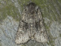 Lacinipolia cuneata