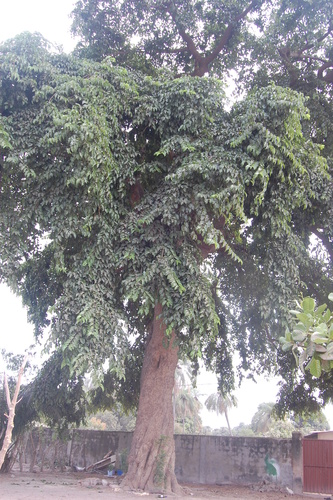 Milicia regia image