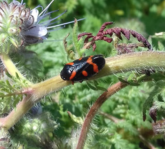 Cercopis intermedia