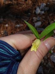 Uvularia puberula