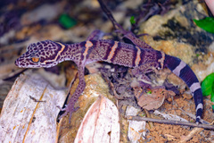 Chinese Leopard Gecko photo 5