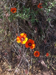Calochortus kennedyi kennedyi