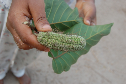 Milicia regia image