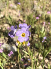 Phacelia fremontii