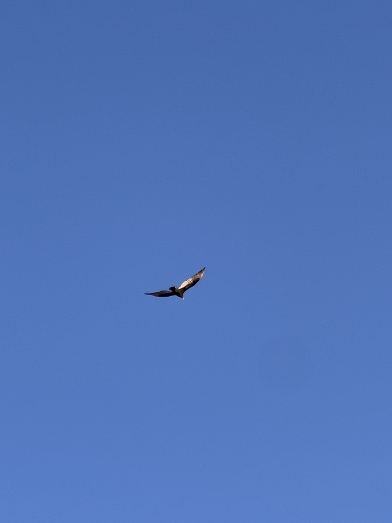 Turkey Vulture from Baylor University, Waco, TX, US on February 25 ...