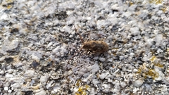 Mesosa nebulosa