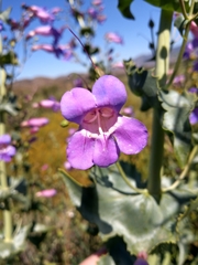 Penstemon spectabilis spectabilis