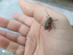 Mesosa nebulosa