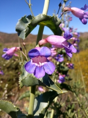 Penstemon spectabilis spectabilis
