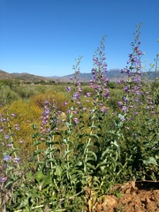 Penstemon spectabilis spectabilis