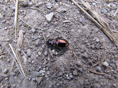 Pterostichus burmeisteri