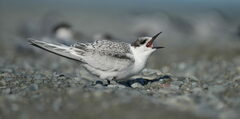White-Fronted Tern photo 5