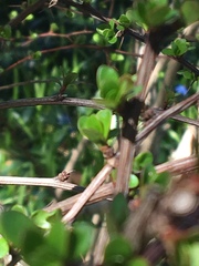 Berberis thunbergii