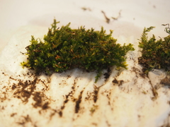 Plagiothecium cavifolium