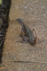 Leiocephalus carinatus