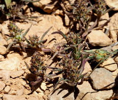 Plantago maris-mortui