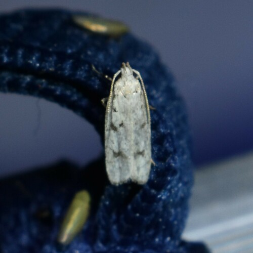 Five-spotted Glyphidocera photo 5