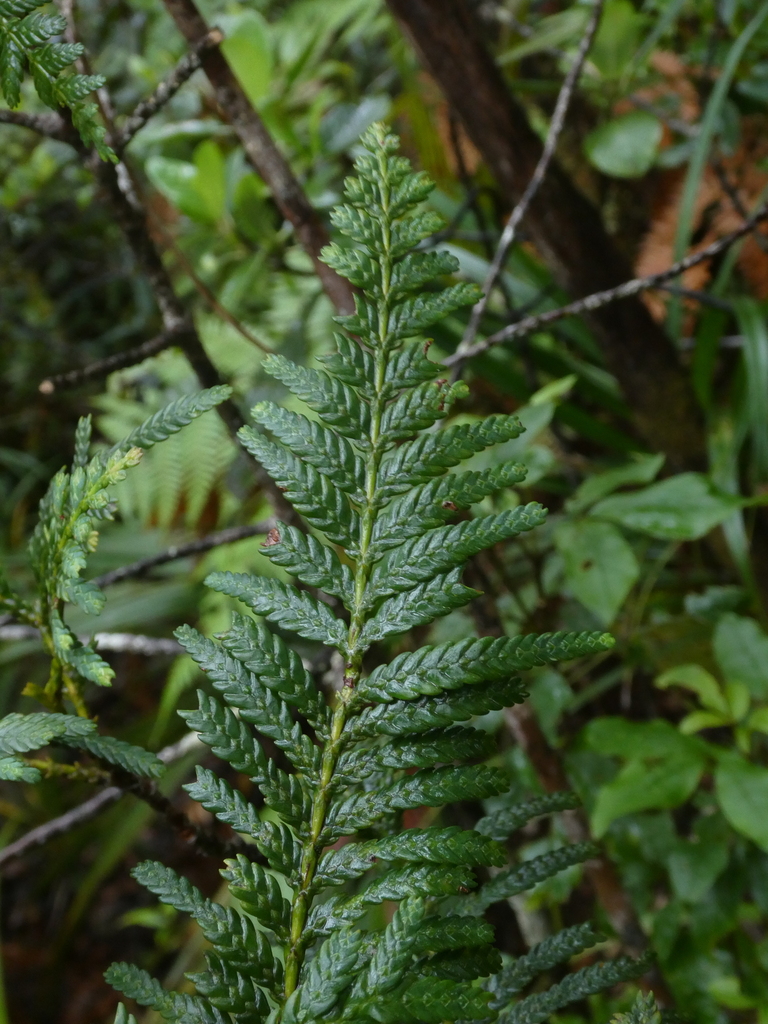 Dwarf Incense-Cedar
