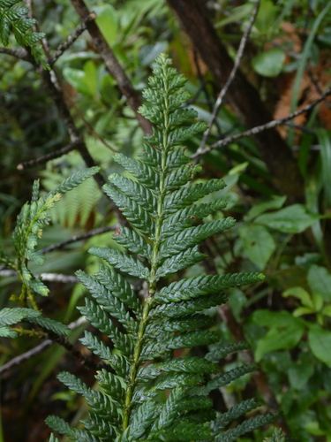 Dwarf Incense-Cedar (Libocedrus austrocaledonica)