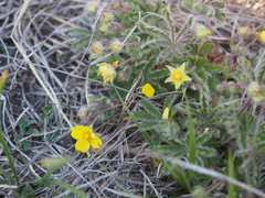Potentilla heptaphylla