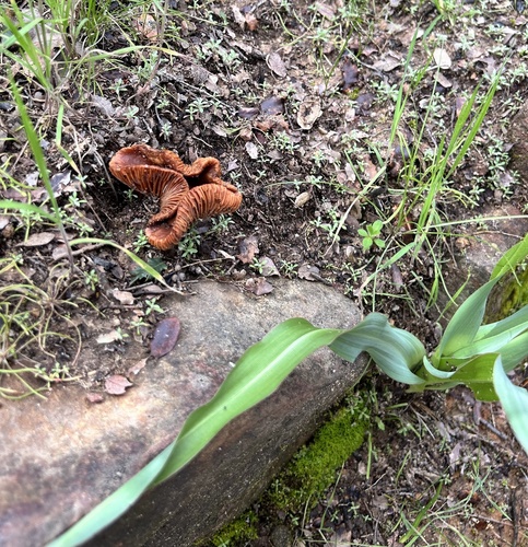 iNaturalist observation photo of Southern Candy Cap