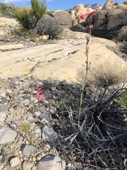 Penstemon utahensis