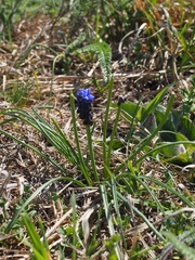 Muscari