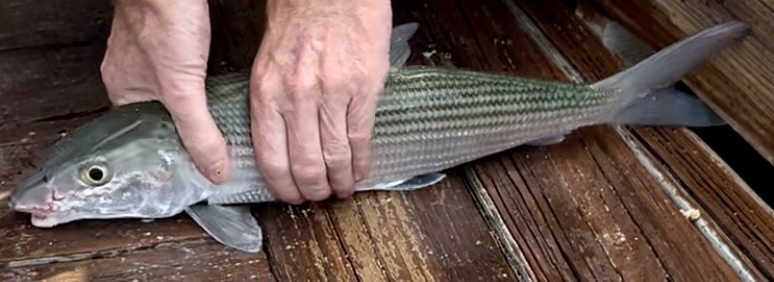Bonefish