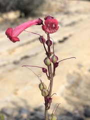 Penstemon utahensis