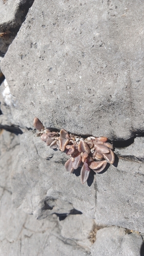 Lenophyllum guttatum, photograph 5