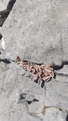 Lenophyllum guttatum, photograph (c) Leticia Jiménez Hernández, some rights reserved (CC BY-SA)