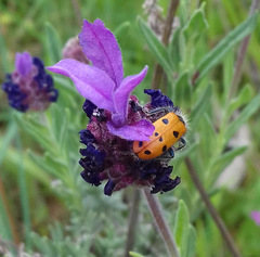 Trichodes octopunctatus