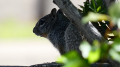Otospermophilus variegatus