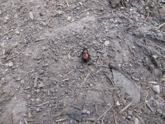 Pterostichus burmeisteri