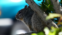 Otospermophilus variegatus