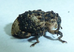 Cryptorhynchus lapathi